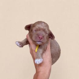 Charming - Golden male Cockapoo puppy in Millville, California from Hope Lane Kennels