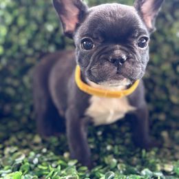 Yellow collar - Black male French Bulldog puppy in Cordes Lakes, Arizona from Puppy Love AZ LLC