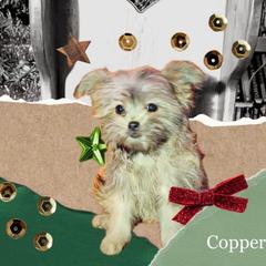 Copper - Sable male Mi-Ki puppy in Toronto, Ohio from Shekinah’s Mi-Kis & Cricket Hill’s Westies