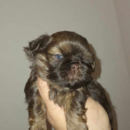 Girl 2 - Shih Tzu puppy in Birmingham, Alabama from K&D kennels