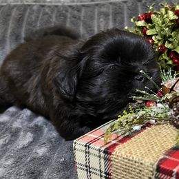 Shih Tzu Puppies from Hilltop Shih Tzus