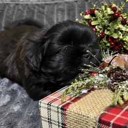 Shih Tzu Puppies from Hilltop Shih Tzus