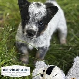 Australian Cattle Dog Puppies from Grit ‘n’ Grace Ranch