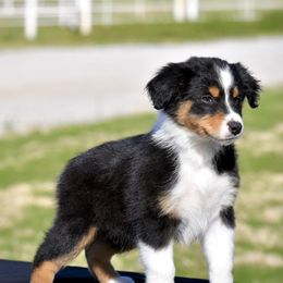 Australian Shepherd Puppies from Black Cow Kennels