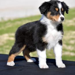 Australian Shepherd Puppies from Black Cow Kennels