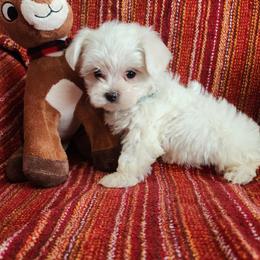 AKC Mandy - White female Maltese puppy in The Villages, Florida from My Precious Pups