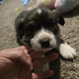 Landon - Brindle and white male Cardigan Welsh Corgi puppy in Greenwood, Missouri from Nukee Beagles and Corgis