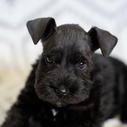 Black Male - Black male Miniature Schnauzer puppy in Snowflake / Phoenix, Arizona from Snowflake Schnauzers