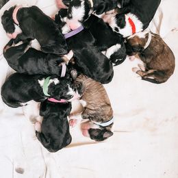 Sheepadoodle Puppies from Kings Doodles