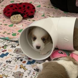Cardigan Welsh Corgi Puppies from Penfro Corgis