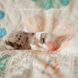 Quilt - Brown merle male Aussiedoodle puppy in Inman, South Carolina from Dark Corner Doodles