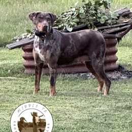Lacey - Catahoula Leopard Dog