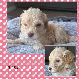 G4- Pink - Cream female Goldendoodle puppy in Ankeny, Iowa from Iowadoodles2love