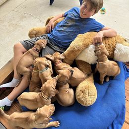 Rhodesian Ridgeback Puppies from Alta Ridgebacks