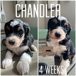 Bernedoodle Puppies from The Doodle Pad