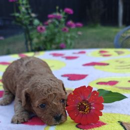 Tinkerbell (Tink) - Apricot female Poodle puppy in Dallas, Texas from Halo's Heroes Doodles