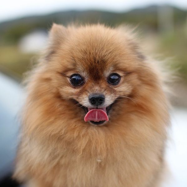 Pomeranian