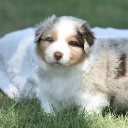 Liberty - Red merle female Australian Shepherd puppy in Chickasha, Oklahoma from Rustic Lace