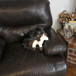 Bijoux - Chinese Crested