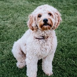 Harper - Cavapoo