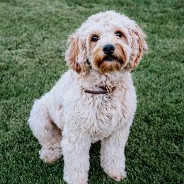 Harper - Cavapoo