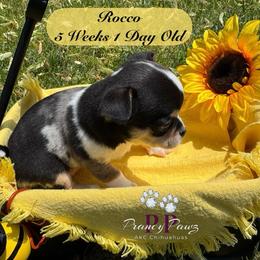 AKC Rocco - Merle male Chihuahua puppy in Columbus, Nebraska from Prancy Pawz