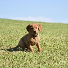Black Male (Previously Gray) - Dark golden male Golden Retriever puppy in Milan, Tennessee from Ivy League Golden Retrievers