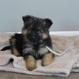 German Shepherd Puppies from Vom Wilke Kennels