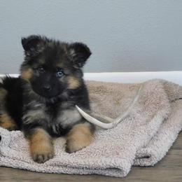 German Shepherd Puppies from Vom Wilke Kennels