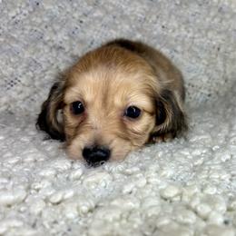 Gus Gus - Cream male Dachshund puppy in Tulare, California from Dreamy Creamies