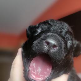 Girl 1 - Black Mudi puppy in Bolingbrook, Illinois from Szomorú Füz Mudi Kennel/Weeping Willow Mudi Kennel