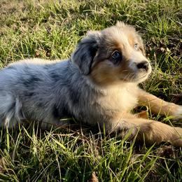 Thor - Blue merle male Miniature Australian Shepherd puppy in Liberty, South Carolina from Alexander Canines
