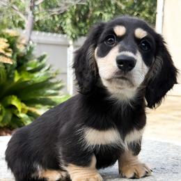 Armani - Black and cream male Dachshund puppy in Redding, California from Jean & Mae Doxies