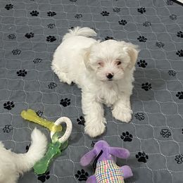 Maltese Puppies from My Maltese Family