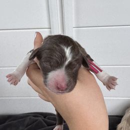 Magnolia - Red tri-color female Australian Shepherd puppy in Columbia Falls, Montana from Firefly Horse Co Wellness Retreat Center