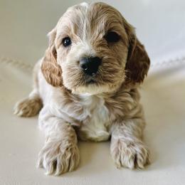 Kingston - Buff and white male Cockapoo puppy in Lucas, Ohio from Willow Lane Puppy