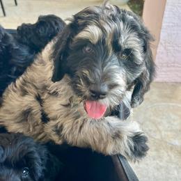 Blue Collar - Merle male Goldendoodle puppy in Ocala, Florida from Hancock Place Doodles