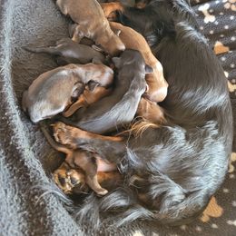 Dachshund Puppies from Walkers Weiners