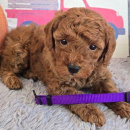 Ruby Gillis - Red  female Poodle puppy in Bauxite, Arkansas from Mountain Ridge Poodles