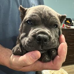 Cane Corso Puppies from Willow’s Meadow