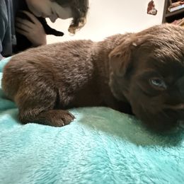 Faith - Brown female Newfoundland puppy in Shepherd, Montana from Crystal Waters Newfoundlands