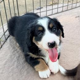 Willow's Aussie-Doxie Black Tri Boy 2 - Black and tan male Dachshund puppy in Burkesville, Kentucky from Bline’s Awesome Aussies, Aussiedoodles & Doxies at the Bline Family Farm