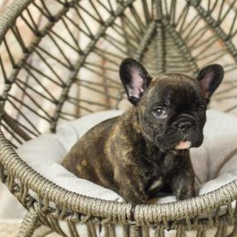 French Bulldog, Goldendoodle, and Golden Retriever Puppies from SoCalFamilyFrenchies, Doodles and more