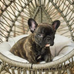 French Bulldog, Goldendoodle, and Golden Retriever Puppies from SoCalFamilyFrenchies, Doodles and more