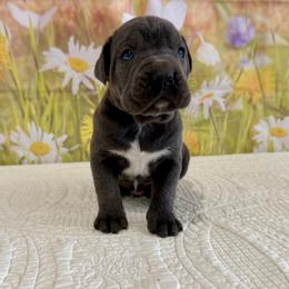 Weston- Blue (gray) male - Gray male Cane Corso puppy in Loogootee, Indiana from Walnut Creek Cane Corso