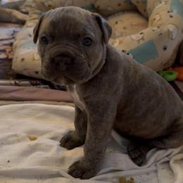 Light Pink Collar - Gray brindle female Cane Corso puppy in Charlotte County, Florida from Nysa Cane Corso