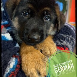 Miss Cherry Blossom - Black and red German Shepherd puppy in Kalakaska, Michigan from Vom Schaffner German Shepherds