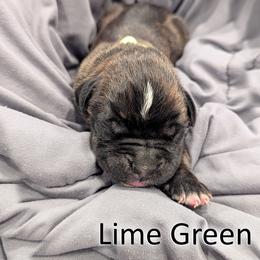 Rex - Lime Green - Brindle male Boxer puppy in Sherrill, Iowa from Balltown Boxers