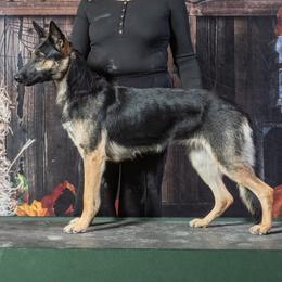 Stormy - German Shepherd