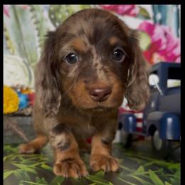 Cocoa powder - Dapple male Dachshund puppy in Floresville, Texas from Muddy River Dachshunds